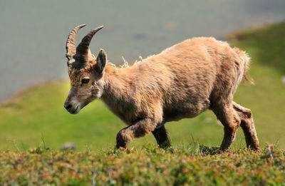 Side view of ibex walking on field