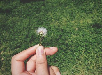 Close-up of cropped hand holding dandelion