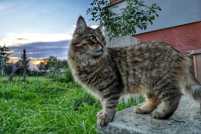 Cat on grass against sky