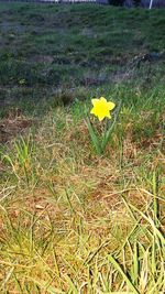 Close-up of yellow crocus flowers growing in field