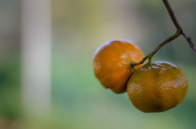 Close-up of fruits on tree