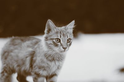 Close-up portrait of cat