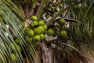Closer coconut cluster on tree. coconut cluster on coconut tree in brazil