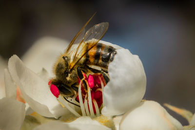 Close-up of honey bee on flower