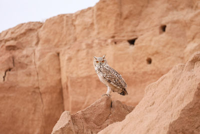 Close-up of bird perching on rock formations