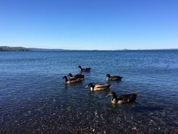 Ducks swimming in lake against clear sky