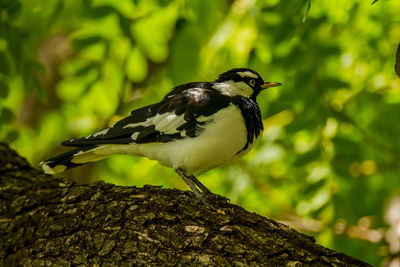 Close-up of bird perching on tree