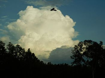 Low angle view of silhouette trees against sky