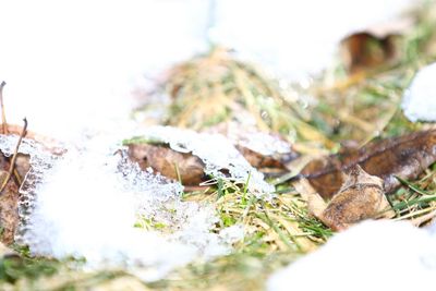 Close-up of dead plants on snow land