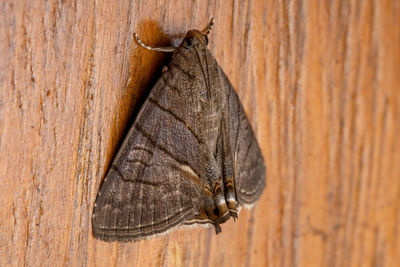 Close-up of lizard on wood against wall