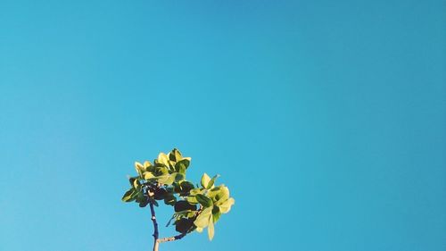 Low angle view of plants against clear blue sky