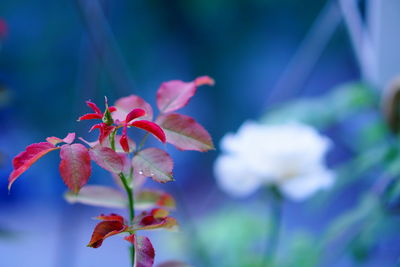 Close-up of red flowering plant during autumn