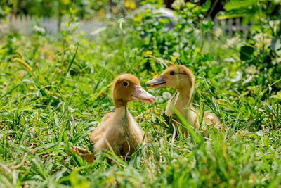 Close-up of ducklings on grassy field