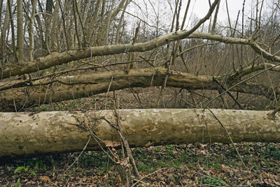 Bare trees in forest