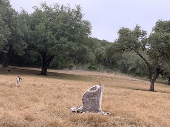 View of giraffe on field against sky