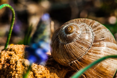 Close-up of snail