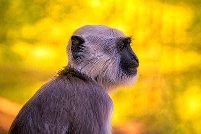 Close-up of a monkey looking away