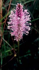 Close-up of flower against blurred background