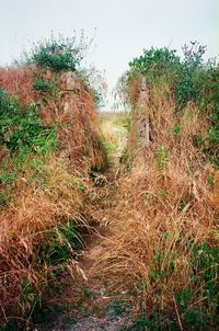 Trees growing in field