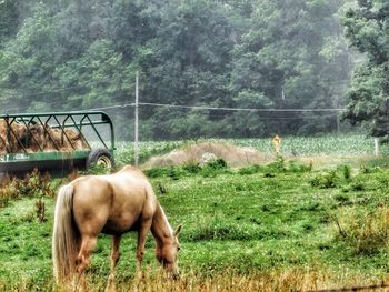 Horse grazing on field