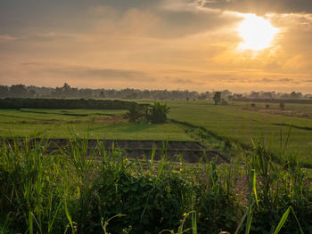 Scenic view of field against sky during sunset