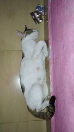 White cat resting against wall