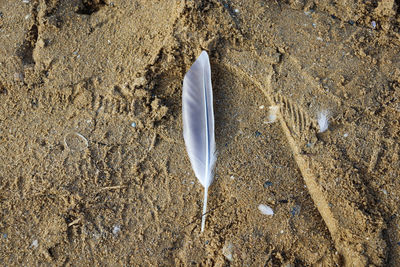 Large feather and down in the sand