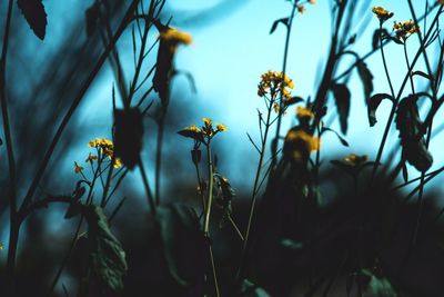 Close-up of yellow flowering plants against sky