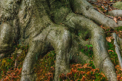 Moss growing on tree trunk