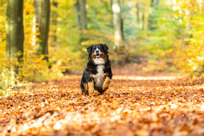 Dog running in forest