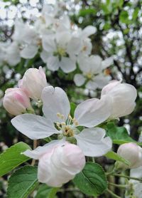 Close-up of flowers blooming