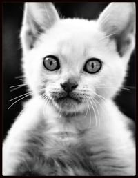 Close-up portrait of cat