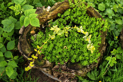 High angle view of plant growing on tree