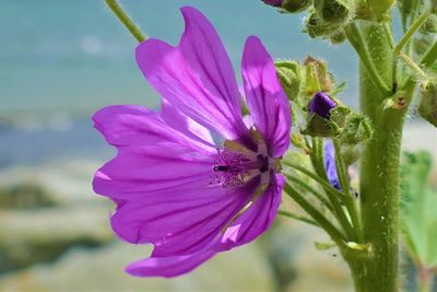 Close-up of purple flowering plant
