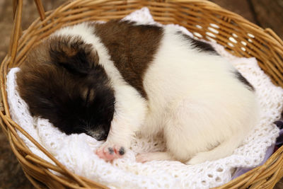 Close-up of cat sleeping in basket