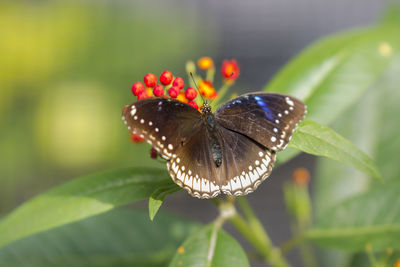 Close-up of butterfly pollinating on flower