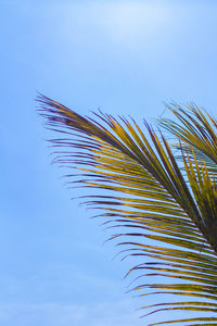 Low angle view of palm tree against blue sky