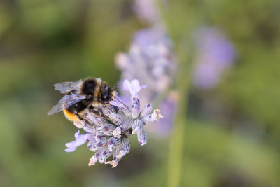 Close-up of bee on purple flower