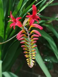 Close-up of red flowering plant