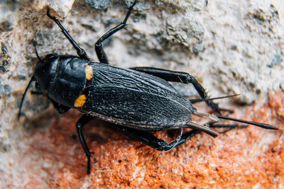 Close-up of black insect on rock