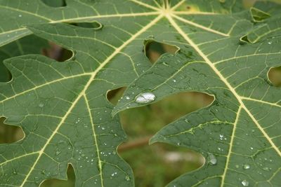 Close-up of wet green plant