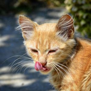 Close-up of a cat