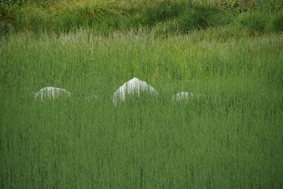 Scenic view of grassy field