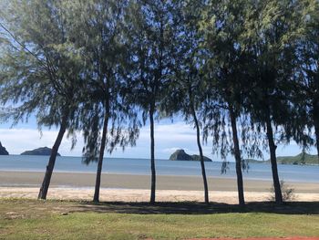 Trees on beach against sky