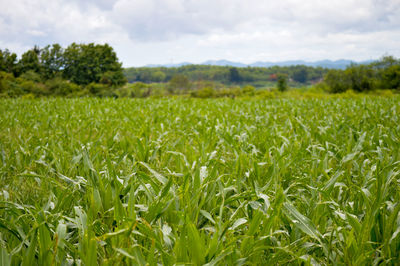 Close-up of crops growing on field against sky