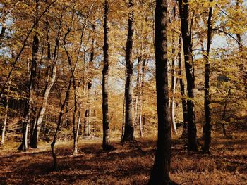 Trees in forest during autumn