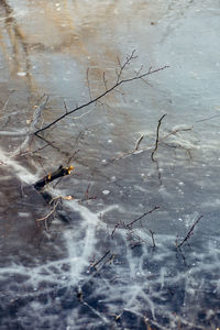 Close-up of frozen bare tree