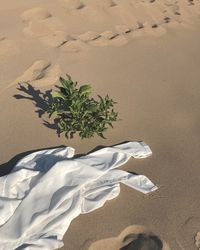 High angle view of plant on sand at beach