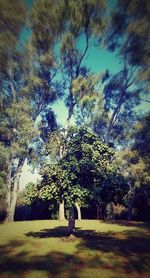 Trees on landscape against sky