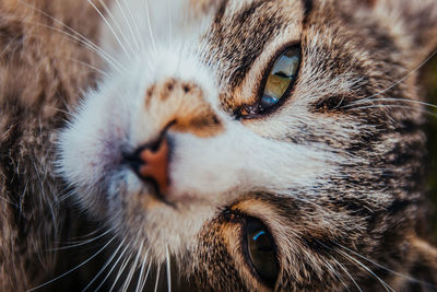 Close-up of cat